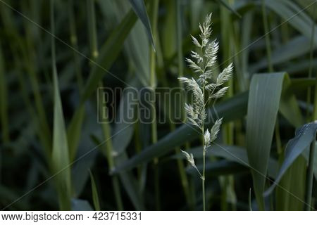 Flower Against The Background Of High Green Grass In Summer, Selective Focus