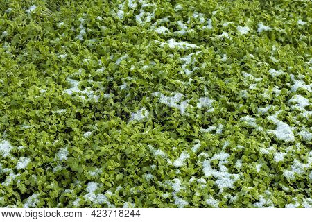 Green Siderat Plants Grow In The Garden In Autumn And Are Covered With Snow. Fertilizer For The Soil