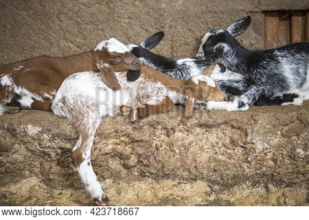 Domestic Goat Kids Sleeping In The Barn. Selective Focus