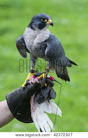 Peregrine Falcon (falco Peregrinus On Training