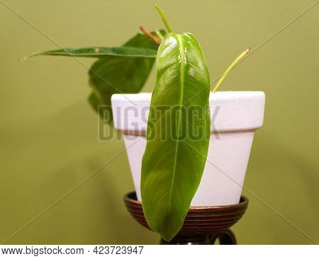 A Small Philodendron Patriciae, One Of The Rarest And Sought After Houseplant Collectors