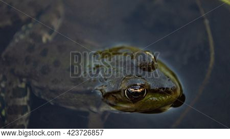 Green frog on the river bank stuck its head out of the water. Common European frog