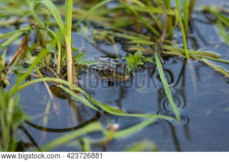 Green frog on the river bank stuck its head out of the water. Common European frog