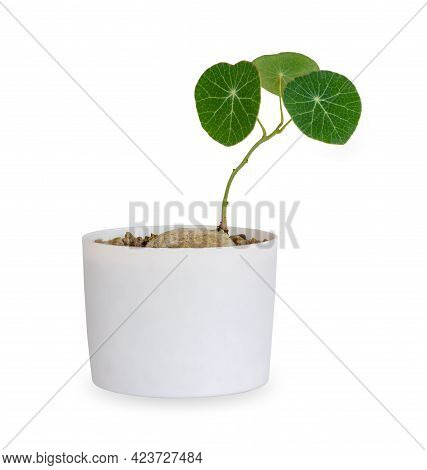 Stephania Erecta In Plant Pot, Stephania Erecta Craib, Green Spherical Leaf Tree, Ornamental Plants 