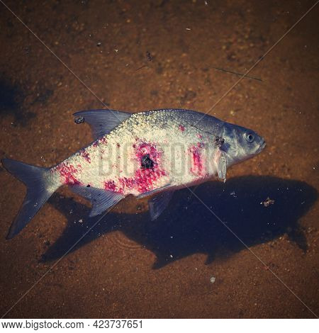 A Dead Fish With A Bloody Wound In The Water. Natural Color Background And Concept For Environment A