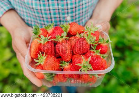 Close Up Of Man Farmer Holds Ripe Red Strawberries In Clear Plastic Box In His Hands. He Is In The S