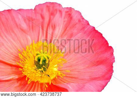Isolated Iseland Pink  Poppy Flower On White Background Close Up.