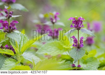 Blooming Lamium Maculatum, Roseum, Spotted Henbit, Spotted Dead-nettle, Purple Dragon. Floral Natura