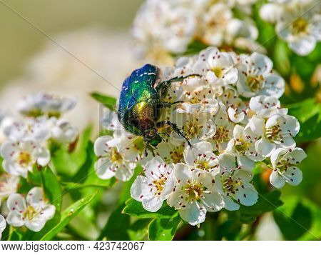 colorful beetle on blooming white flowers (cetonia aurata)