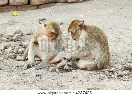Dois macaco descansando