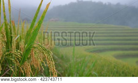 Rice Field. Closeup Of Yellow Paddy Ripe Rice Field With Green Leaf In Autumn. Royalty High-quality 