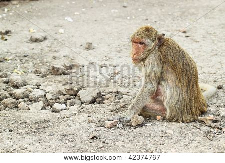 Macaco de repouso
