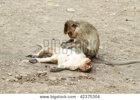 Dois macaco descansando