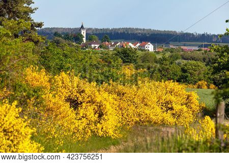 Cytisus Scoparius, The Common Broom Or Scotch Broom Yellow Flowering In Blooming Time And Village