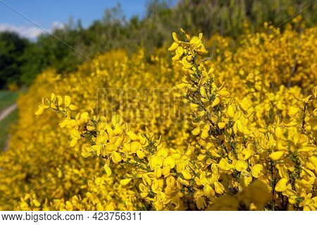 Cytisus Scoparius, The Common Broom Or Scotch Broom Yellow Flowering In Blooming Time