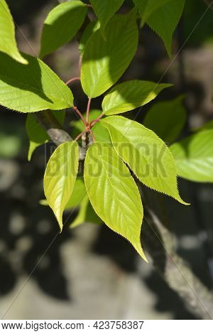 Japanese Flowering Cherry Kanzan Leaves - Latin Name - Prunus Serrulata Kanzan
