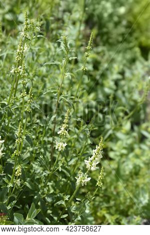 Stiff Hedgenettle Flowers - Latin Name - Stachys Recta