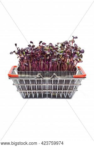 Healthy Micro-greens Of Red Daikon Radish. Growing Micro-green Sprouts Isolated On A White Backgroun