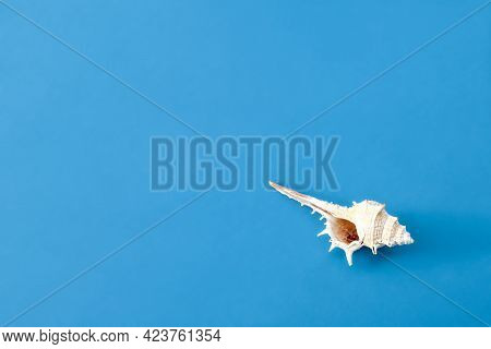 Colorful Seashells On Blue Pastel Background. Travel, Vacation Summertime Concept. Minimal Summer Se