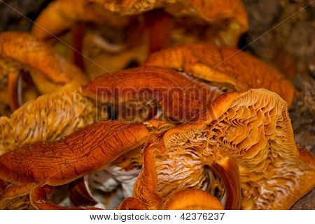 Cogumelos Enokitake na neve