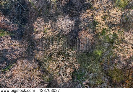 Top view of deciduous tree forest in the beginning of spring