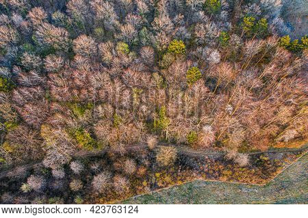 aerial view of a trail passing through a deciduous forest in early spring
