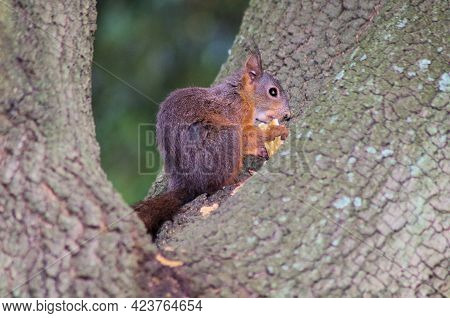Close View Of A Squirrel On A Tree Eating A Cracker