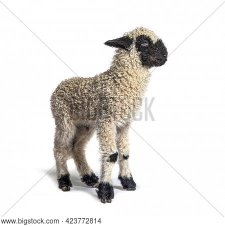 Valais Blacknose, German: Walliser Schwarznasenschaf, is a breed of domestic sheep originating in the Valais - 3 weeks old