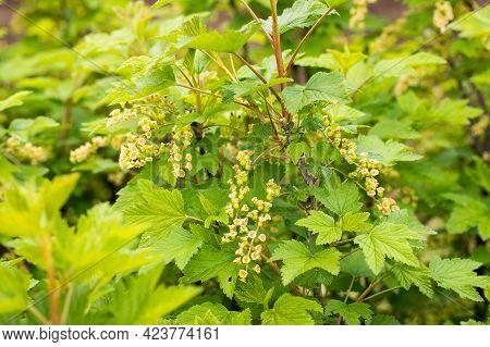 Flowering Currants (ribes Rubrum) Of Bush Grow In Garden In Spring Close Up.