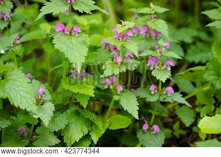 Flowers Glechoma Hederacea (nepeta Glechoma) Growing In Forest In Springtime Close Up.