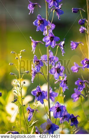 Beautifil Blue Delphinium (delphinium Elatum) Flowers Blooming On Flowerbed In Sunny Day In Summerti