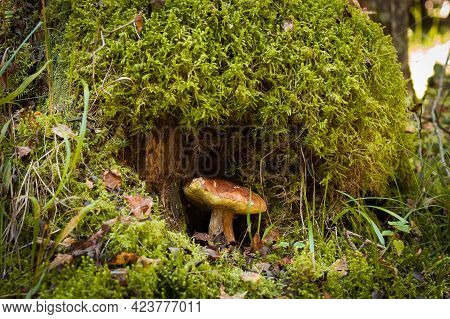 White Mushroom Boletus Edulis With Old Stump With Green Moss On Background In Forest In Autumn Close