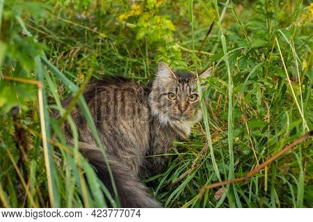 Domestic Brown Cat In Grass On Weadow Walking Outdoors In Summer Close Up.