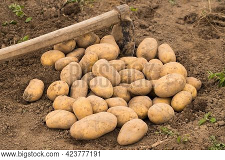 Potato. Time Harvesting Potatoes. Heap Of Fresh Potatoes With Ground On Sunny Field After Harvesting
