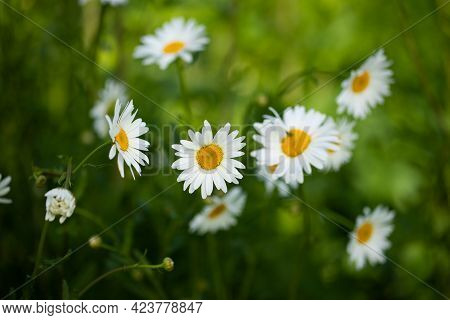 Beautiful Chamomile Flowers Grow In Garden Outdoors In Summer.