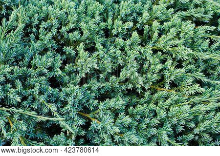 Texture Background Of Green Plant Of Juniper Scaly (juniperus Squamata) Growing In Garden Outdoors I