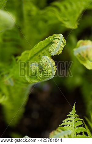 Young Green Sprouts Of Fern (polypodiophyta) Growing In Garden In Spring Top View.