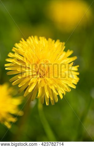 Beautiful Bright Yellow Flower Dandelion Head On Green Background Of Meadow In Sunny Day In Summer C