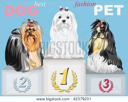 Vector Fashion Dog campione sul podio