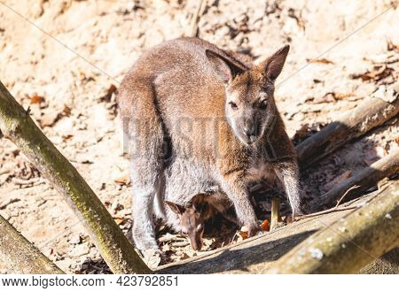 Red necked wallaby with joey in a pouch full body portrait