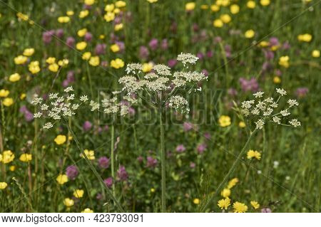 Summer In The Woolley Valley, An Area Of Outstanding Natural Beauty In The Cotswolds On The Outskirt