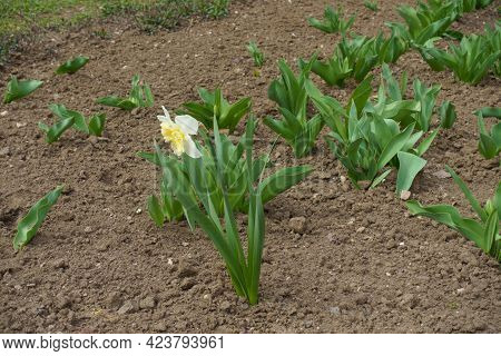 Side View Of Narcissus With One White Flower In March