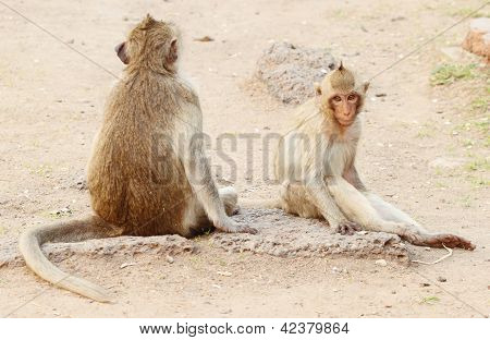 Dois macaco descansando