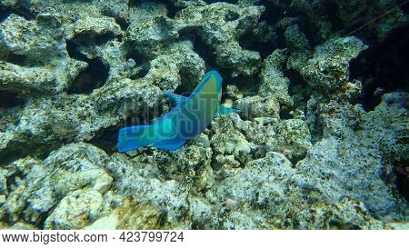 Daisy Parrotfish Or Bullethead Parrotfish (chlorurus Sordidus) Undersea, Red Sea, Egypt, Sinai, Ras 