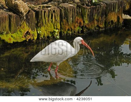 Bílá Ibis
