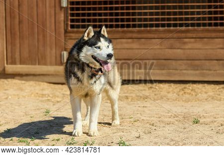 Beautiful Siberian Husky Is Standing In Its Outdoor Enclosure.