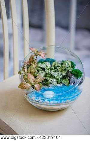 Florarium Made Of Glass Sphere With Succulents And Hypoestes Of Different Varieties. Decorative Comp