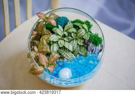 Florarium Made Of Glass Sphere With Succulents And Hypoestes Of Different Varieties. Decorative Comp