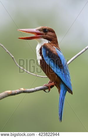 White-throated Kingfisher Perching On Thin Branch Expose Against Coming Strong Light In Its Daily Ha