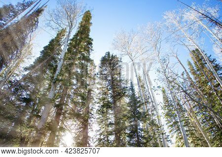 Where The Aspen And Pines Meet At High Elevations In The Mountain Range Of Protected Watershed.